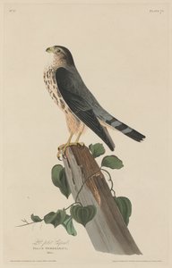 Küçük Onbaşı by Robert Havell after John James Audubon