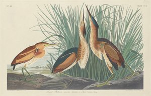 en az acı by Robert Havell after John James Audubon