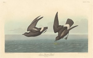 En Az Fırtınalı Kuş by Robert Havell after John James Audubon