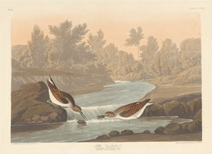 küçük çulluk by Robert Havell after John James Audubon