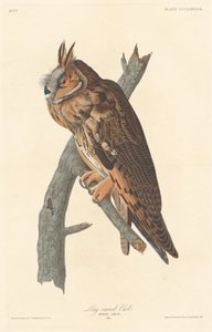 uzun kulaklı baykuş by Robert Havell after John James Audubon