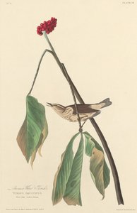 Louisiana Su Ardıçağı by Robert Havell after John James Audubon