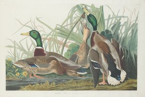 yeşilbaş ördek by Robert Havell after John James Audubon
