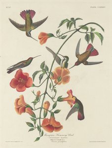 mangrov sinek kuşu by Robert Havell after John James Audubon
