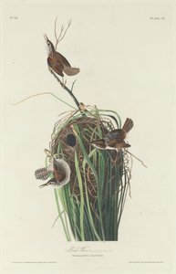 bataklık çalıkuşu by Robert Havell after John James Audubon