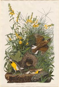 çayır tarlası by Robert Havell after John James Audubon