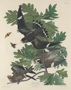 gece şahini by Robert Havell after John James Audubon