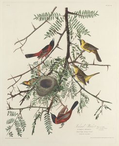 Meyve Bahçesi Sarımsak by Robert Havell after John James Audubon