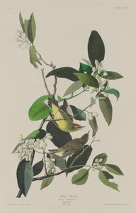 palmiye ötleğen by Robert Havell after John James Audubon