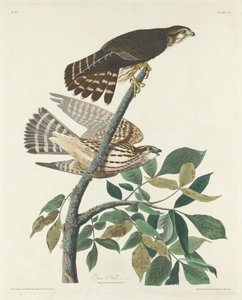 güvercin Şahin by Robert Havell after John James Audubon