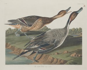 İğne Kuyruklu Ördek by Robert Havell after John James Audubon