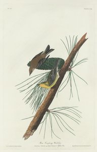 Çam Sürünen Ötleğen by Robert Havell after John James Audubon