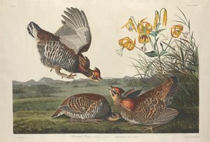 iğnelenmiş orman tavuğu by Robert Havell after John James Audubon