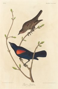 çayır sığırcığı by Robert Havell after John James Audubon