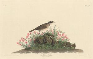 Çayır Titlark by Robert Havell after John James Audubon