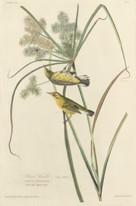 çayır ötleğen by Robert Havell after John James Audubon