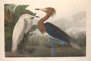 mor balıkçıl by Robert Havell after John James Audubon