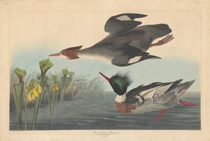Kırmızı göğüslü Merganser by Robert Havell after John James Audubon