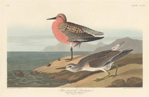 Kızıl Göğüslü Sandpiper by Robert Havell after John James Audubon