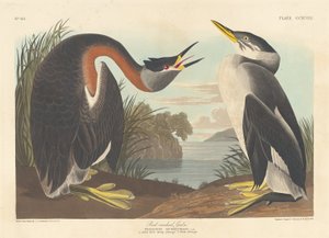 Kızıl boyunlu batağan by Robert Havell after John James Audubon