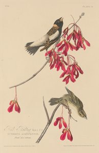 pirinç kiraz kuşu by Robert Havell after John James Audubon