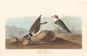 Yüzük Cılıbıt by Robert Havell after John James Audubon