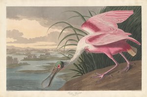 Roseate Kaşık Gagası by Robert Havell after John James Audubon