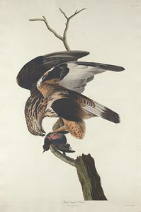 kaba bacaklı şahin by Robert Havell after John James Audubon