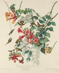 Yakut boğazlı Sinekkuşu by Robert Havell after John James Audubon