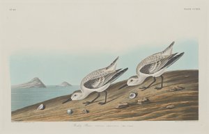 kızıl cılıbıt by Robert Havell after John James Audubon
