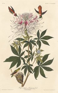 Ruff-boyunlu Sinekkuşu by Robert Havell after John James Audubon