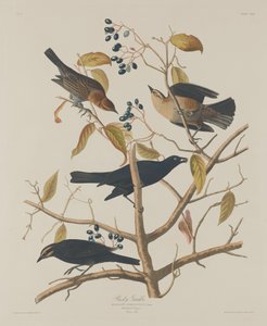 paslı grakle by Robert Havell after John James Audubon