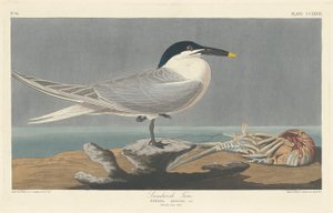 Sandviç Sumru by Robert Havell after John James Audubon