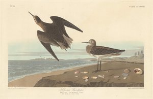 Schinz'in Sandpiper by Robert Havell after John James Audubon