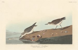 Yarı palmiyeli Sandpiper by Robert Havell after John James Audubon