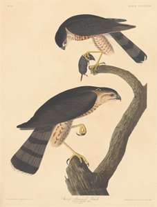 Keskin parlayan Şahin by Robert Havell after John James Audubon