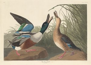 kürekçi ördek by Robert Havell after John James Audubon