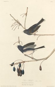 Kar ispinozu by Robert Havell after John James Audubon