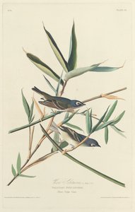 Yalnız Sinekkapan by Robert Havell after John James Audubon