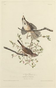 şarkı serçe by Robert Havell after John James Audubon