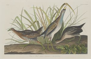Sora veya Raylı by Robert Havell after John James Audubon