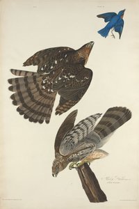 Stanley Şahin by Robert Havell after John James Audubon