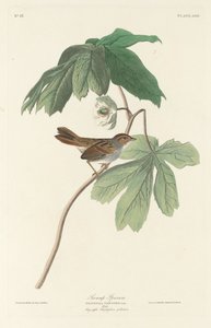 bataklık serçesi by Robert Havell after John James Audubon