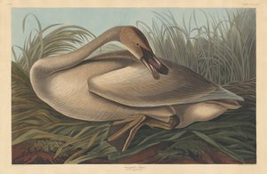 Trompetçi Kuğu by Robert Havell after John James Audubon