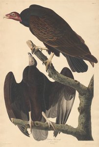 türkiye şahin by Robert Havell after John James Audubon