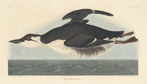 Uria Brunnichii by Robert Havell after John James Audubon