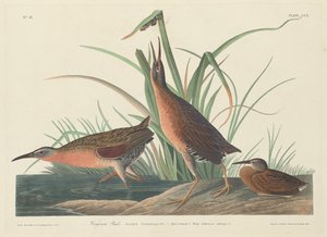 Virginia Raylı by Robert Havell after John James Audubon
