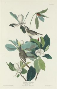 çıngıraklı sinekkapan by Robert Havell after John James Audubon