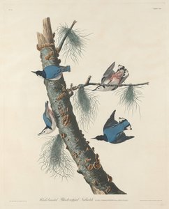 Ak Göğüslü Siyah Kaplı Sıvacı Kuşu by Robert Havell after John James Audubon
