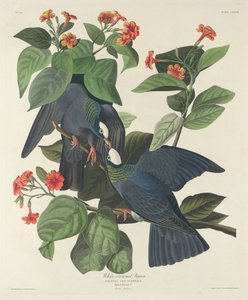 Beyaz taçlı güvercin by Robert Havell after John James Audubon